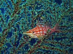 Hawkfish On A Seafan. Taken In Tulamben With Canon S80. by Edvin Eng 